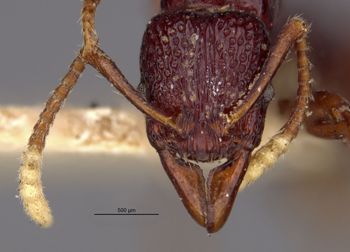 Media type: image;   Entomology 20420 Aspect: head frontal view